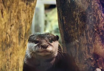 吉隆坡城中城水族馆第 43 张图片