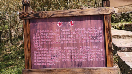 恩施地心谷景区-银杏第 1 张图片