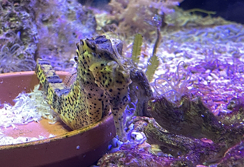丹麦国立水族馆第 41 张图片