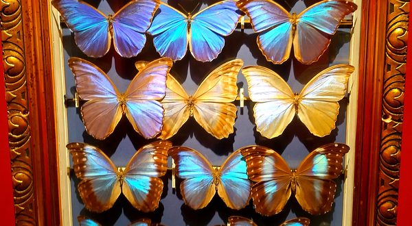 卢塞恩自然博物馆