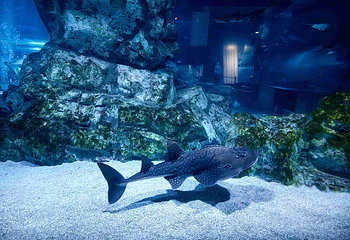 Sea Life COEX水族馆第 17 张图片