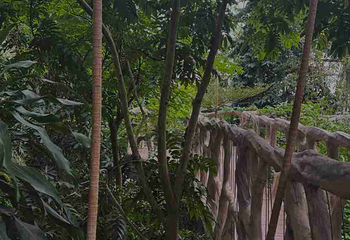 重庆南山植物园第 23 张图片