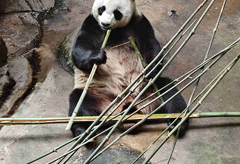 红山森林动物园第 284 张图片