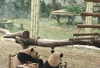 重庆动物园第 118 张图片