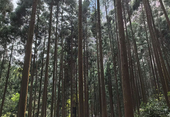 雁荡山第 48 张图片