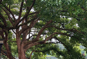 西湖风景名胜区第 436 张图片
