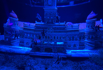吉隆坡城中城水族馆第 71 张图片