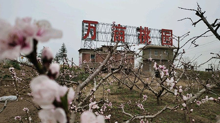 原阳万亩桃园第 1 张图片