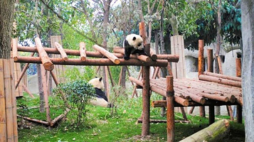 亚成年大熊猫别墅A区