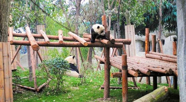 亚成年大熊猫别墅A区