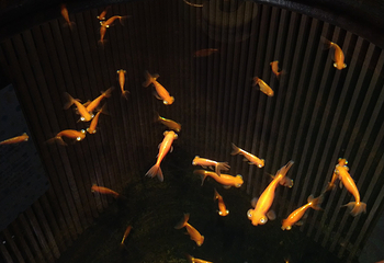 宫岛水族馆第 19 张图片
