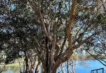 Lake Ainsworth第 11 张图片