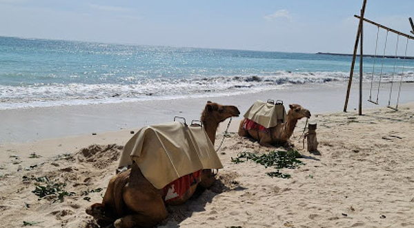 巴厘岛骑骆驼体验