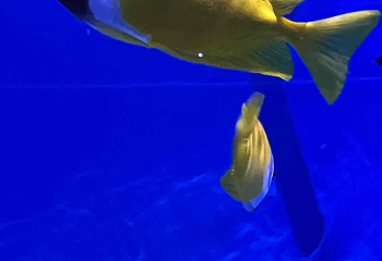 上海海昌海洋公园第 437 张图片