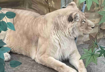 东北虎林园第 372 张图片