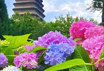 小雁塔遗址公园第 25 张图片