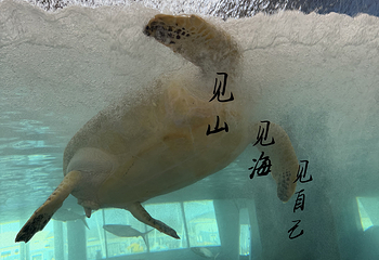 日照海洋公园第 183 张图片