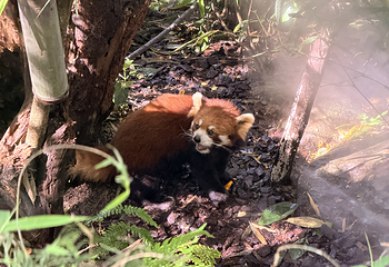 熊猫谷第 106 张图片