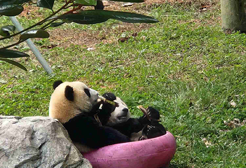 卧龙中华大熊猫苑神树坪基地第 86 张图片