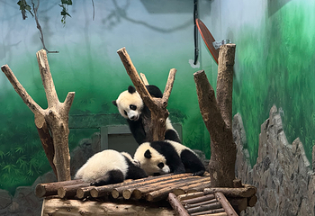成都大熊猫繁育研究基地第 158 张图片