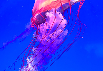 上海海洋水族馆第 76 张图片