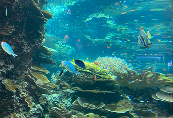 冲绳美丽海水族馆第 111 张图片