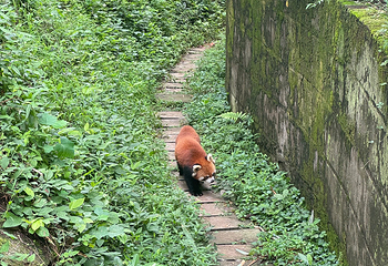 成都大熊猫繁育研究基地第 452 张图片