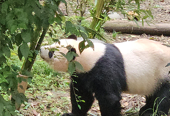 成都大熊猫繁育研究基地第 620 张图片