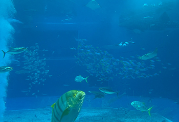冲绳美丽海水族馆第 142 张图片