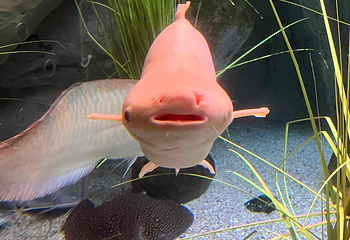 釜山SEA LIFE水族馆第 31 张图片
