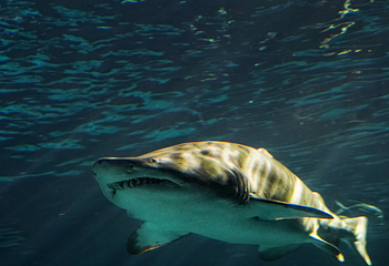 加拿大里普利水族馆第 35 张图片
