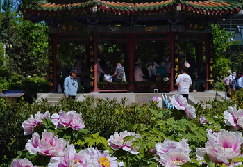 中国国花园第 55 张图片