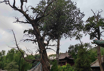 晋祠博物馆第 554 张图片