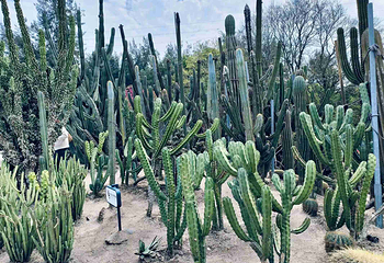 厦门园林植物园第 99 张图片