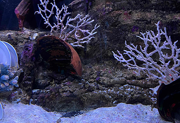 吉隆坡城中城水族馆第 46 张图片