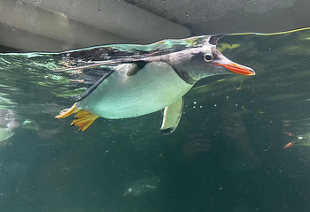 墨尔本水族馆第 50 张图片