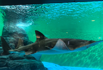 上海海洋水族馆第 177 张图片