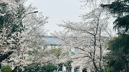 武汉大学第 56 张图片