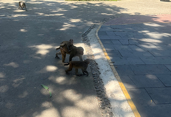 南湾猴岛生态旅游区第 138 张图片