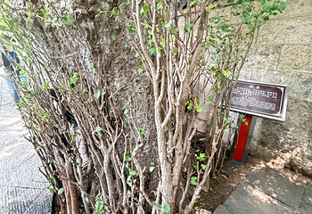 崂山风景区第 272 张图片