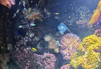 悉尼水族馆第 53 张图片