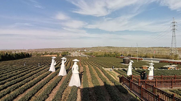 青岛海青茶博园