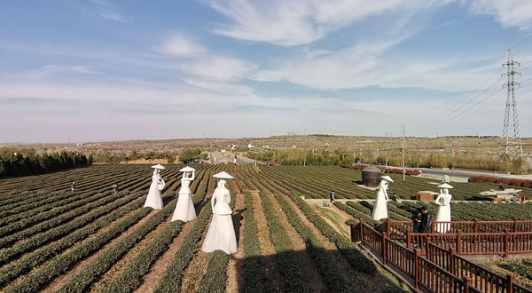 青岛海青茶博园