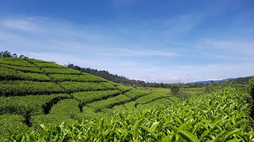 Kebun teh RANCABALI