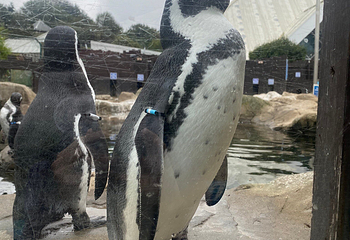 SEA LIFE Scarborough第 13 张图片