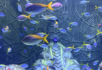 三亚亚特兰蒂斯失落的空间水族馆第 208 张图片