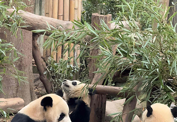 成都大熊猫繁育研究基地第 213 张图片