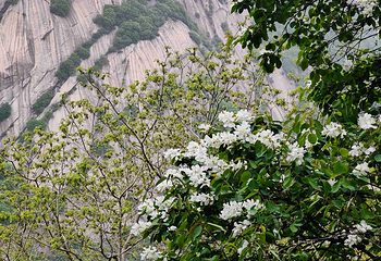 华山第 239 张图片