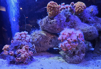 悉尼水族馆第 29 张图片