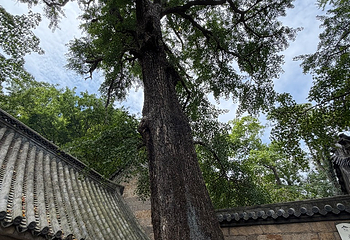 崂山风景区第 301 张图片